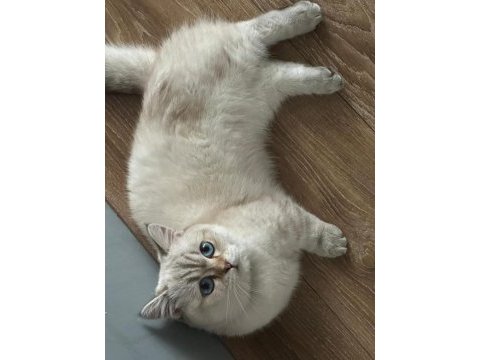 Yavru cins kediler