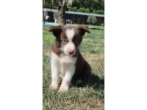 Birinci sınıf safkan border collie yavruları 