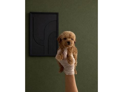 Büyümeme garantili wc eğitimli red maltipoo