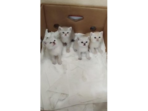 British shorthair bebekler