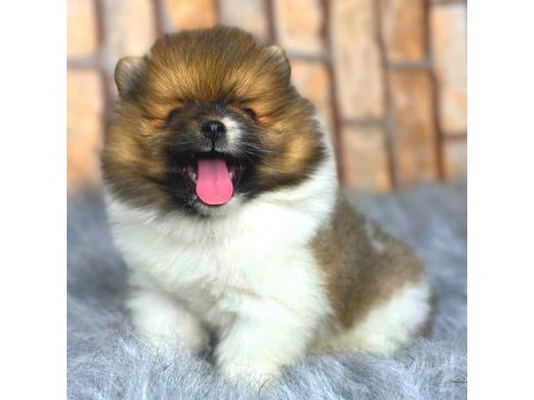 Ayıcık suratlı pomeranian boo