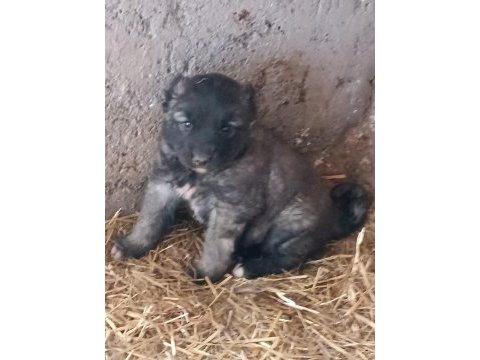 Kangal yavrusu