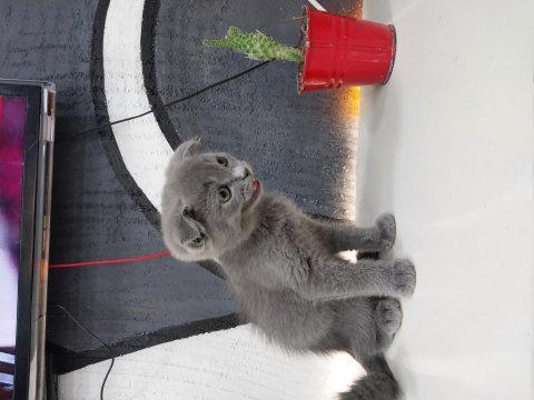 Scottish fold