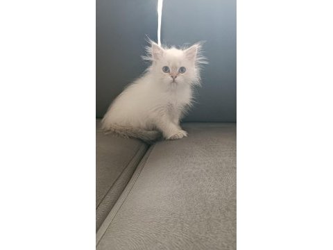 Mükemmel british longhair erkek
