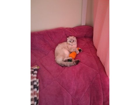 British shorthair dişi kedi