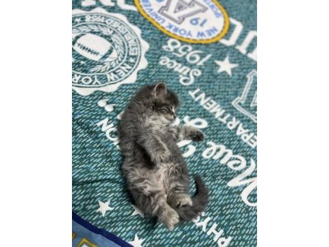 British longhair 2 aylık erkek