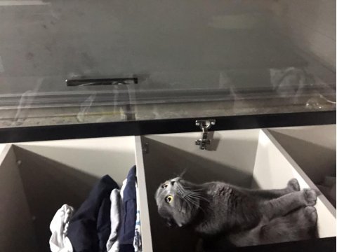 7 aylık scottish fold
