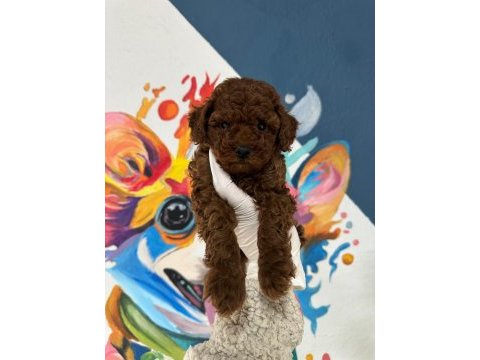Ruhsatlı poodle evinden çok sayıda poodle bebek