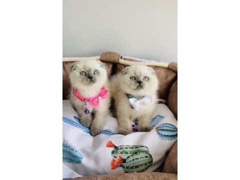 A kalite blue point scottish fold