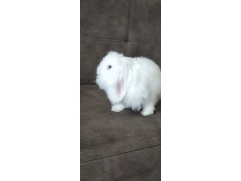 Güzel erkek tavşanım