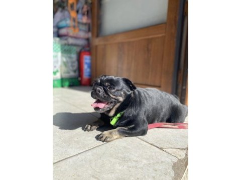 Egzotik pug üretmek isteyenlere kaçırılmayacak fırsat