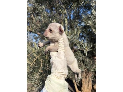 Safkan bebek french bulldoglar