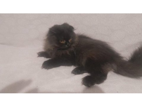 2 aylık british longhair kızımız