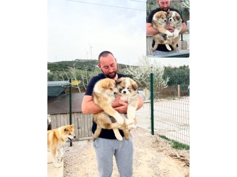 Japon akita bebekler