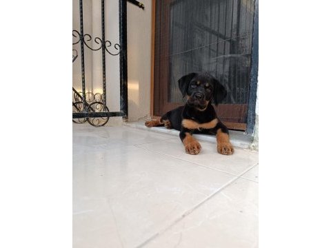 Rottweiler yavru