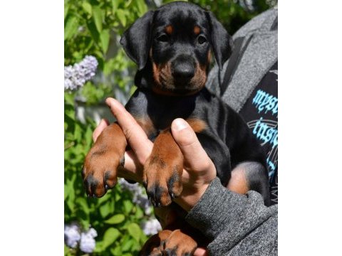 Dişi erkek doberman kapıda ödemeli güvenli sistem