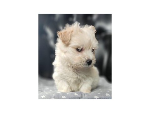 Ped eğitimli orjinal maltipoo bebek