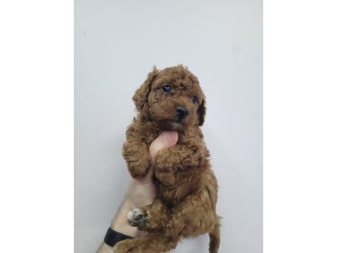 Safkan kore poodle