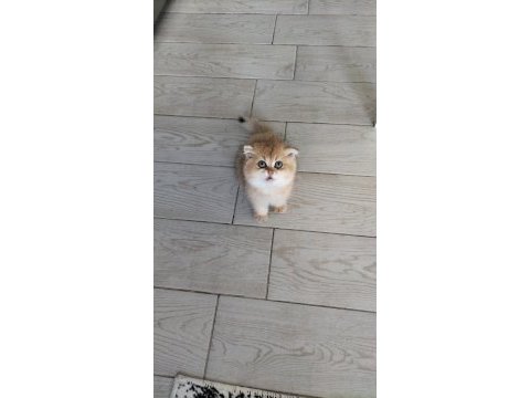 Ny12 scottish fold tombigim