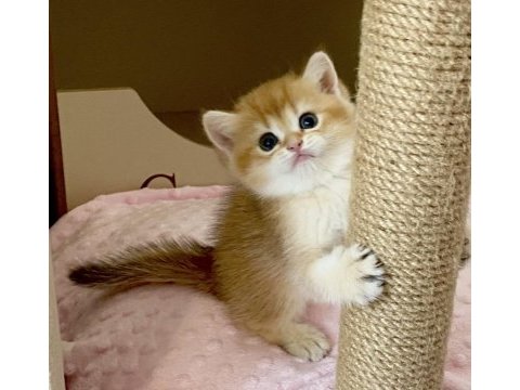 Safkan british shorthair chocolate golden erkek