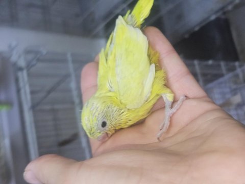 Forpus papağanı bebek kuşlar