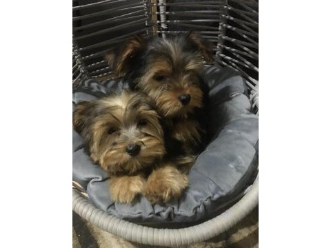 Yorkshire terrier köpeği yavrumuz