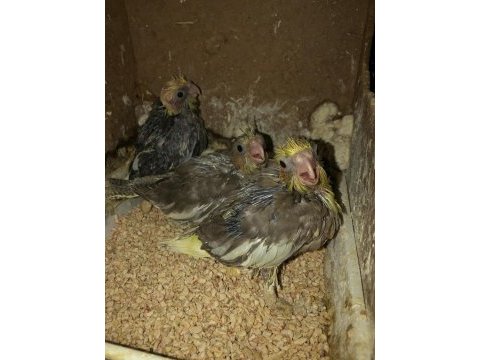 Yavru yeni yeme düşmüş sultan papağanı takımlar