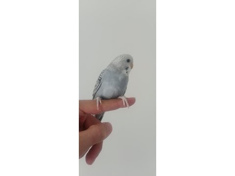 Yeme düşecek muhabbet kuşu
