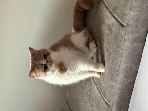 Exotic shorthair dişi 3 yaşında