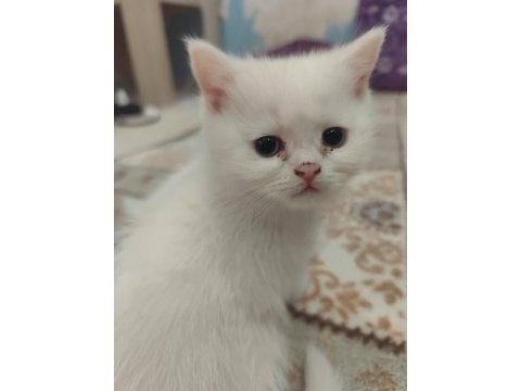British shorthair kedisi