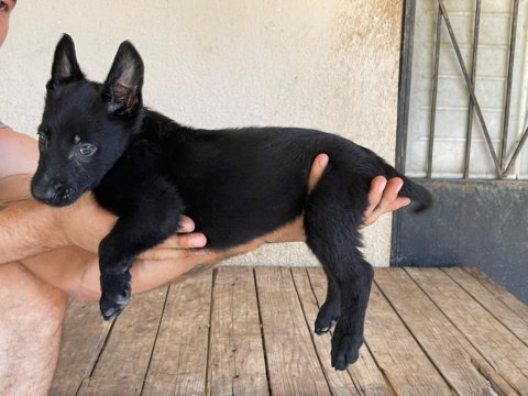 Siyah erkek malinois yavru 60 günlük