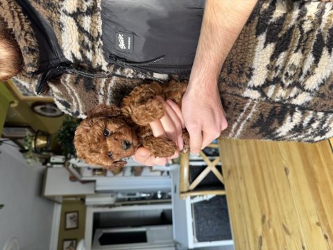 Teacup poodle yavrumuz