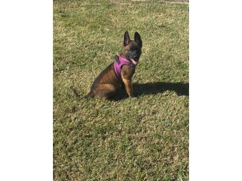 4 aylık son kalite üst düzey malinois