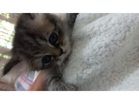 Chinchilla bebeklerimiz evlerini arıyor