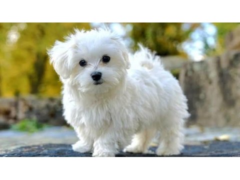 0 numara mini boy maltese yavrularımız