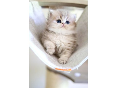 British longhair dişi ve erkek