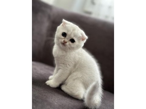 2 aylık sağlıklı scottish fold dişiler