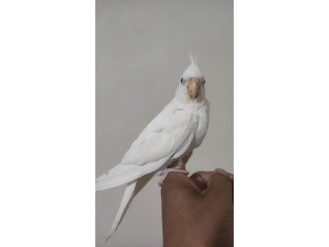 Albino erkek sultan papağanı