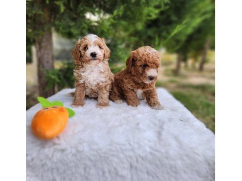 Maltipoo  yavrularımız 