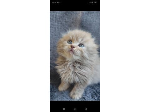 Scottish fold sıfır kulak