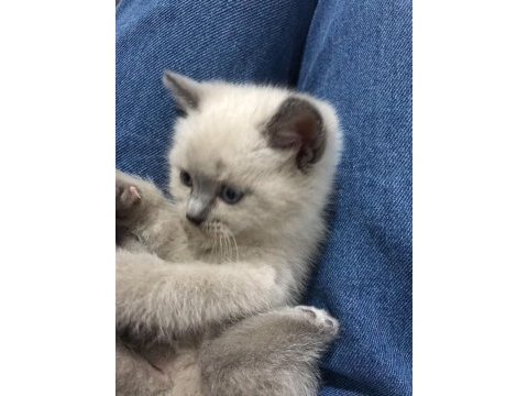 İki aylık iki adet dişi scottish fold yavrular
