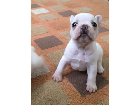 French bulldog yavrularımız