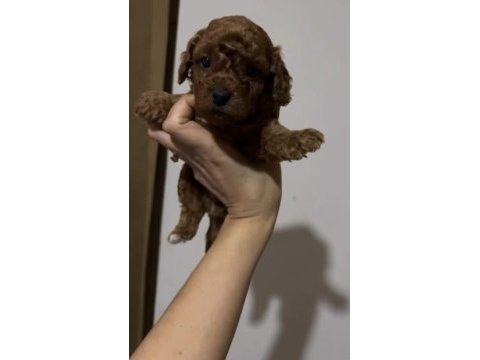 Teacup poodle