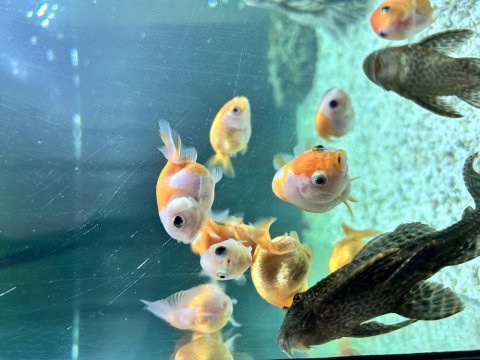Ranchu japon balıklar