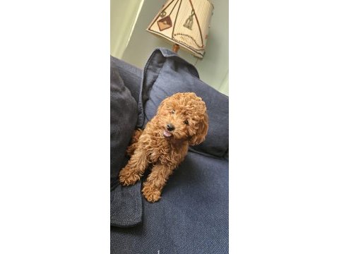 5 aylık dişi en küçük boy poodle