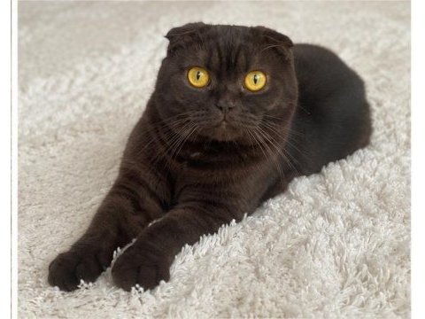 Acil sahiplenecek scottish fold