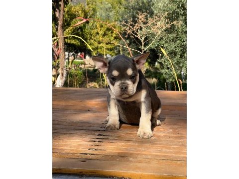 2 aylık french bebeğimiz sahibini arıyor blue tan quad erkek