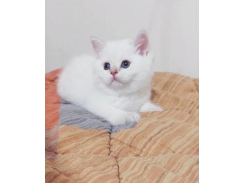 Safkan british shorthair açıklamayı okuyun lütfen