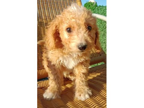 Maltipoo 3 aylık minnak yavru