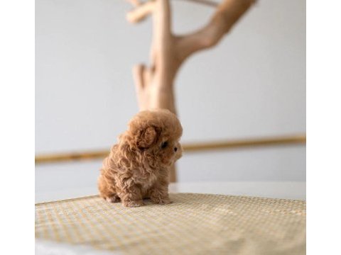 Irk garantili safkan poodle bebeklerim